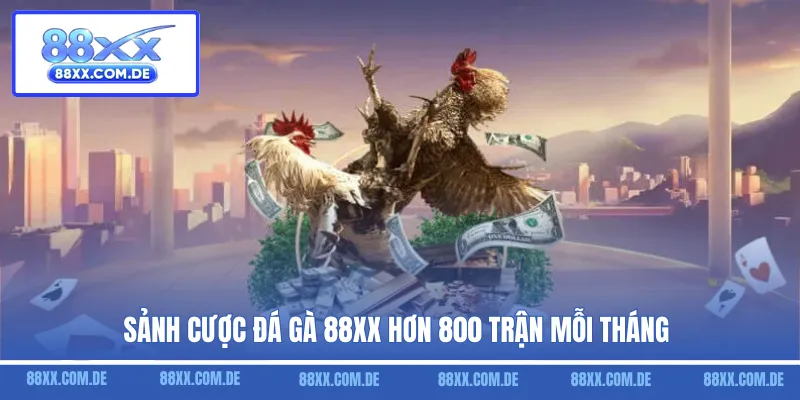 Sảnh cược đá gà 88XX hơn 800 trận mỗi tháng